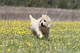 CAIRN TERRIER 281